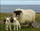 Blackface and Cross Lambs